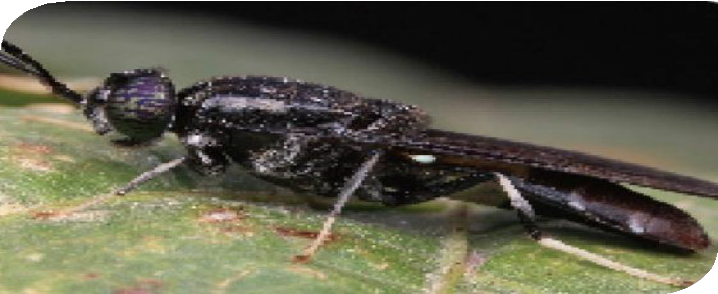高级营养昆虫性蛋白质 - 黑水虻成虫