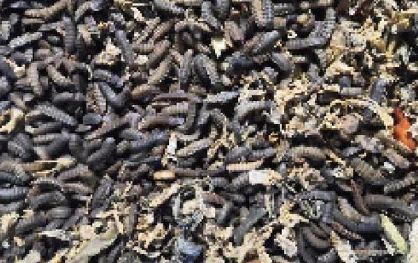 已经驯化的黑水虻幼虫密集分布